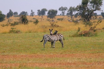 IMG_0463_