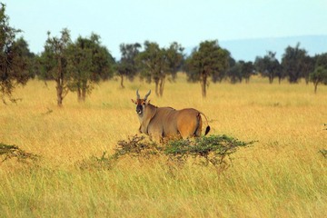 IMG_0915_