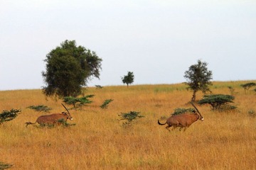 IMG_0968_
