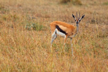 IMG_1138_