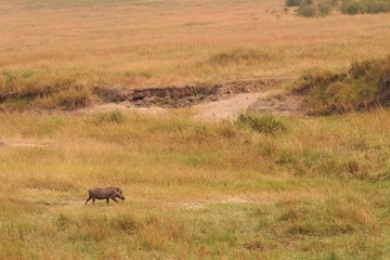 IMG_2321_