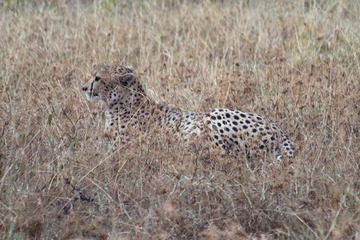 IMG_2451_