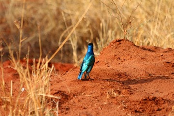 IMG_3245_