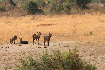 IMG_3312_