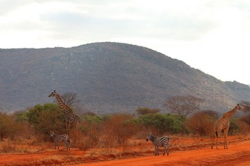 IMG_3583_