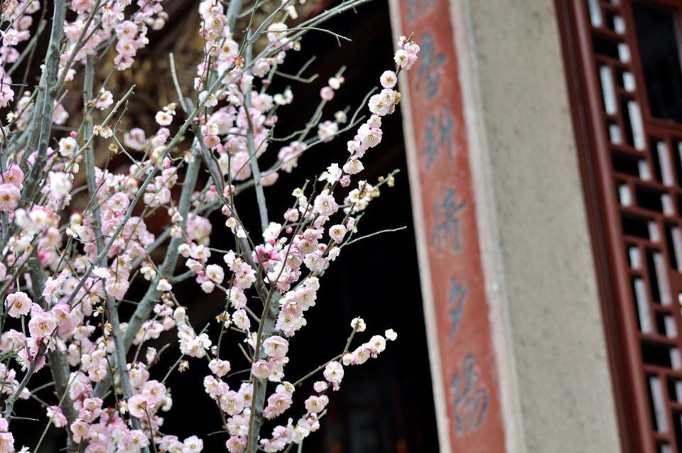 探梅1<br />
豫园内的梅花很有花中隐士的风采，它们散落在园子的各个角落，不仔细看很容易错过。梅花在窗下、水边、墙角、阁前静静地绽放，散发着香气，跟园景已融为一体。
