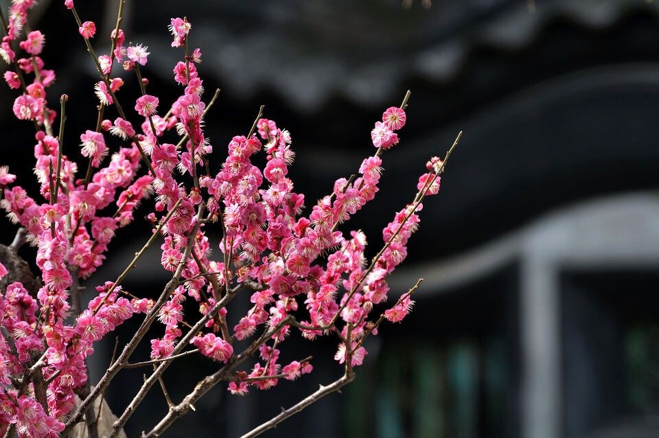 探梅2<br />
豫园内的梅花很有花中隐士的风采，它们散落在园子的各个角落，不仔细看很容易错过。梅花在窗下、水边、墙角、阁前静静地绽放，散发着香气，跟园景已融为一体。