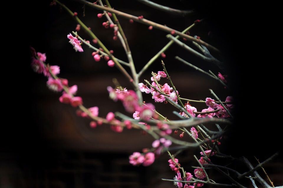 探梅4<br />
豫园内的梅花很有花中隐士的风采，它们散落在园子的各个角落，不仔细看很容易错过。梅花在窗下、水边、墙角、阁前静静地绽放，散发着香气，跟园景已融为一体。