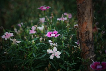 IMG_0788-1