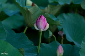 20140803-LX8A2334