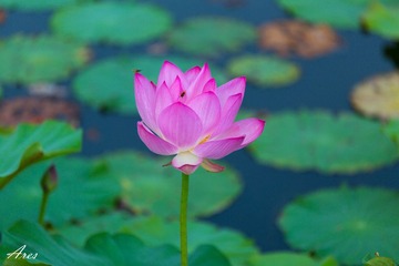 20140803-LX8A2345