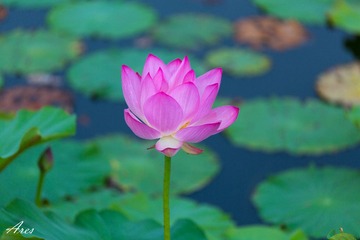 20140803-LX8A2347