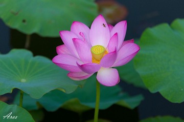 20140803-LX8A2350