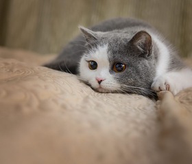 MAL_5841_调整大小