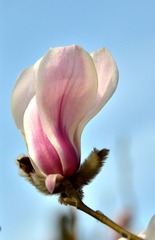玉兰花