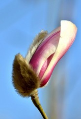 玉兰花
