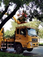 玉兰花