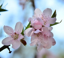 桃花