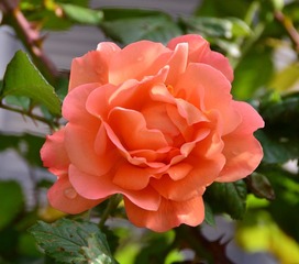 月季花