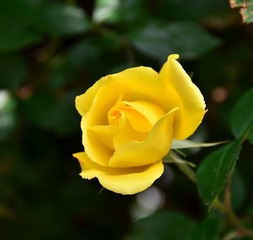 月季花