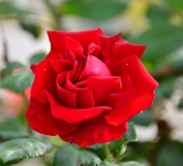 月季花