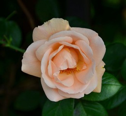 月季花