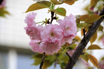_MG_0024 (2)
