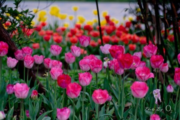 DSC00888-4