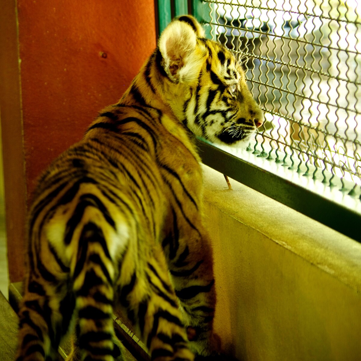 Chiang Mai Tiger Park