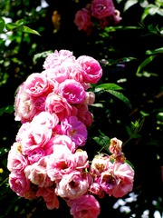 _IGP2467