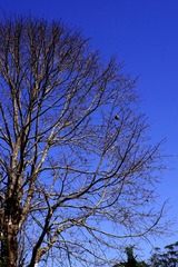 _IGP2544