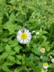 野菊01.jpg