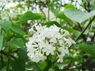 丁香花（白）