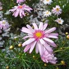 R0027233