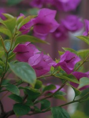 C15E3D76-26C8-409A-A25E-557DC888B05A/L0/001
