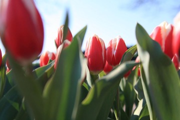 Keukenhof, Holland