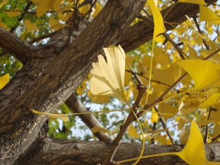 2010秋 (21)