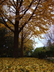 2010秋 (29)