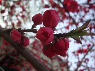 2011-4-10 玉渊潭 (1)