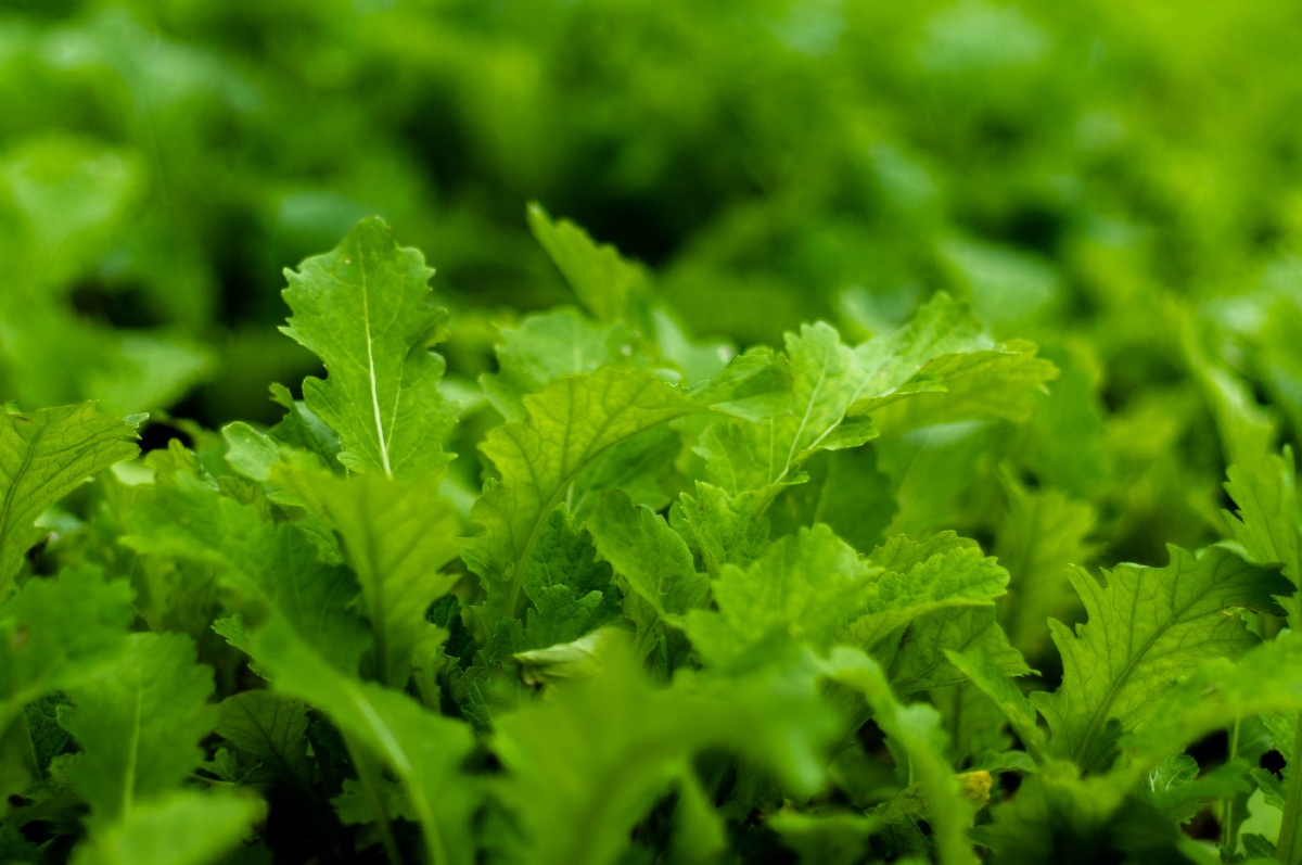 sony奶昔5家里拍 - 香子兰 - 图虫网 - 优质摄影师交流社区