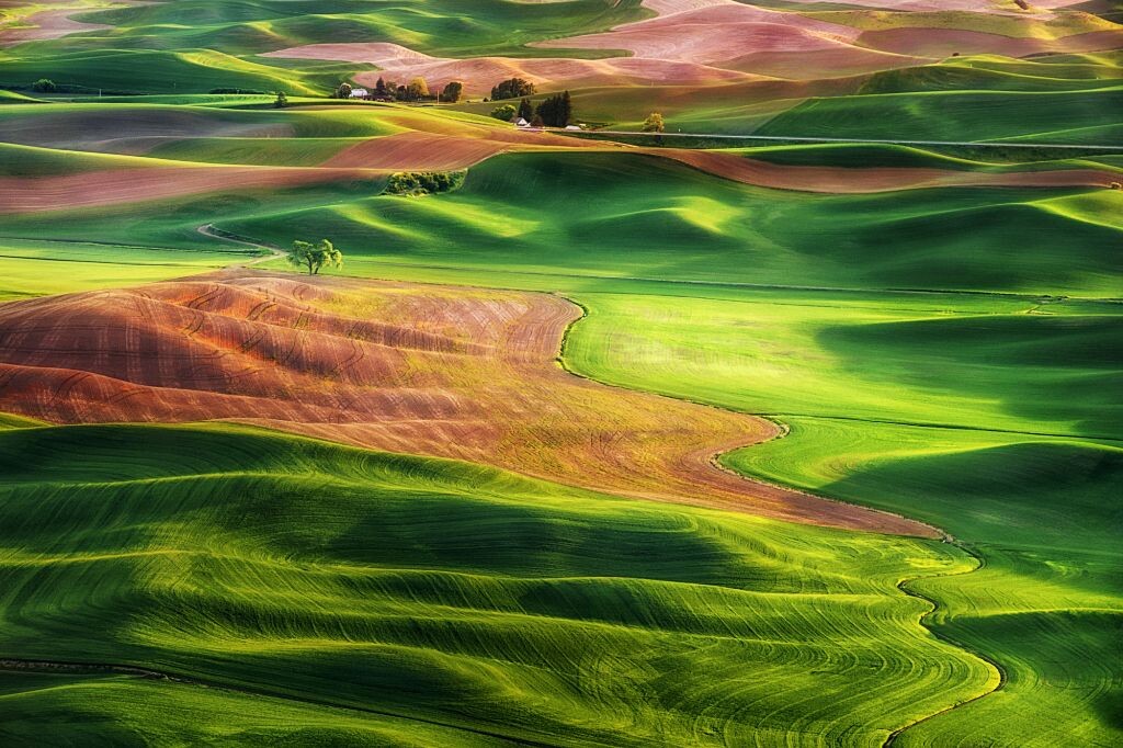 The lone tree in palouse. <br />
<br />
欢迎关注<br />
Flickr: <a href="https://www.flickr.com/photos/windwalkerchen/" target="_blank" rel="nofollow">https://www.flickr.com/photos/windwalkerchen/</a><br />
Facebook: <a href="https://www.facebook.com/suchenphotography" target="_blank" rel="nofollow">https://www.facebook.com/suchenphotography</a><br />
500px:<br />
<a href="http://500px.com/ChenSu" target="_blank" rel="nofollow">http://500px.com/ChenSu</a>