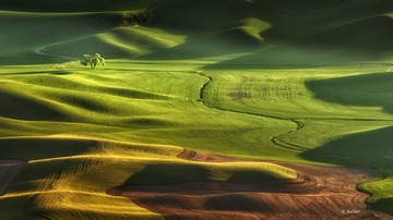 Lone Tree II