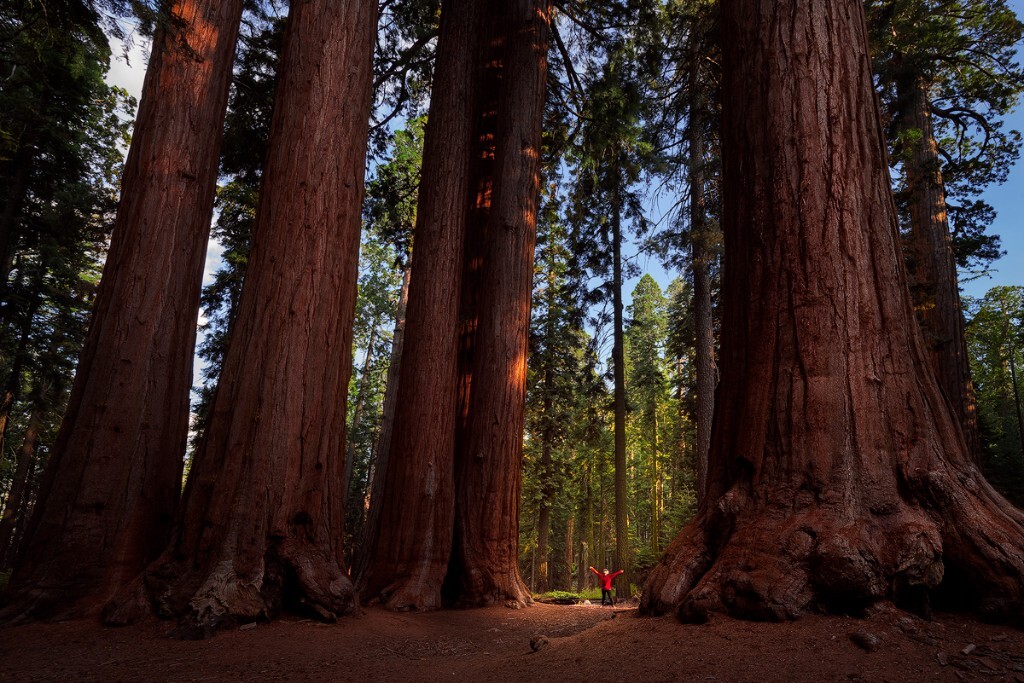 眼前看到的这些是世界上最大的树，位于加州的美洲巨杉国家公园（Sequoia NP，或翻译为红杉国家公园）。如果照片不足以展示它们尺寸的话，它们的领袖，叫General Sherman，高84米，最大直径11.1米，周长31.3米，重达1900多吨！相比它热门的邻居优胜美地，这里冷门惬意很多。行走在这些庞然大物之间，彷佛回到了史前世界、侏罗纪公园。这些美洲杉有着几十厘米厚装甲般的树皮，使它们能在森林大火中依然屹立不倒而存活长达三千年之久。让人感叹在自然面前人类显得如此渺小！