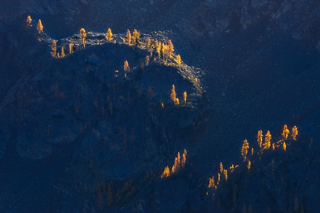 光不在多，有灵则妙。美国North Cascades北级联山脉每年秋天都会被金松所妆点。这少见的黄色针叶植物有着比普通松树更顽强的生命力，能在悬崖峭壁生根成长。当清晨第一缕阳光点亮金灿灿的树叶时，它们仿佛成为了一个个秋天的音符。