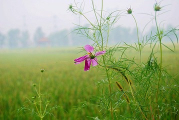 花露