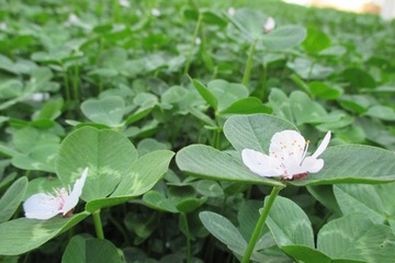 落在三叶草上的花瓣