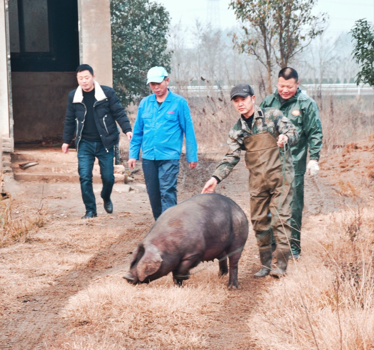 湖南山猪养殖,五指山盘山五交野猪养殖专业合作社处于开业状态