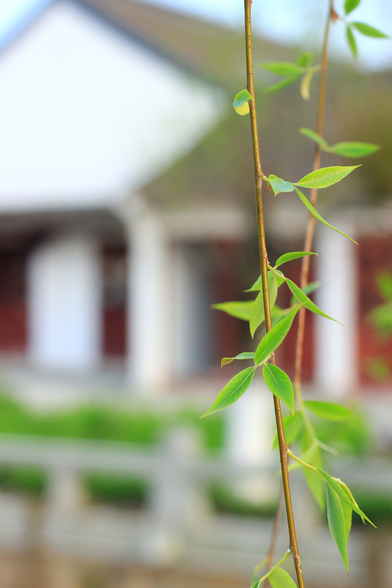 江南无所有,聊赠一枝春