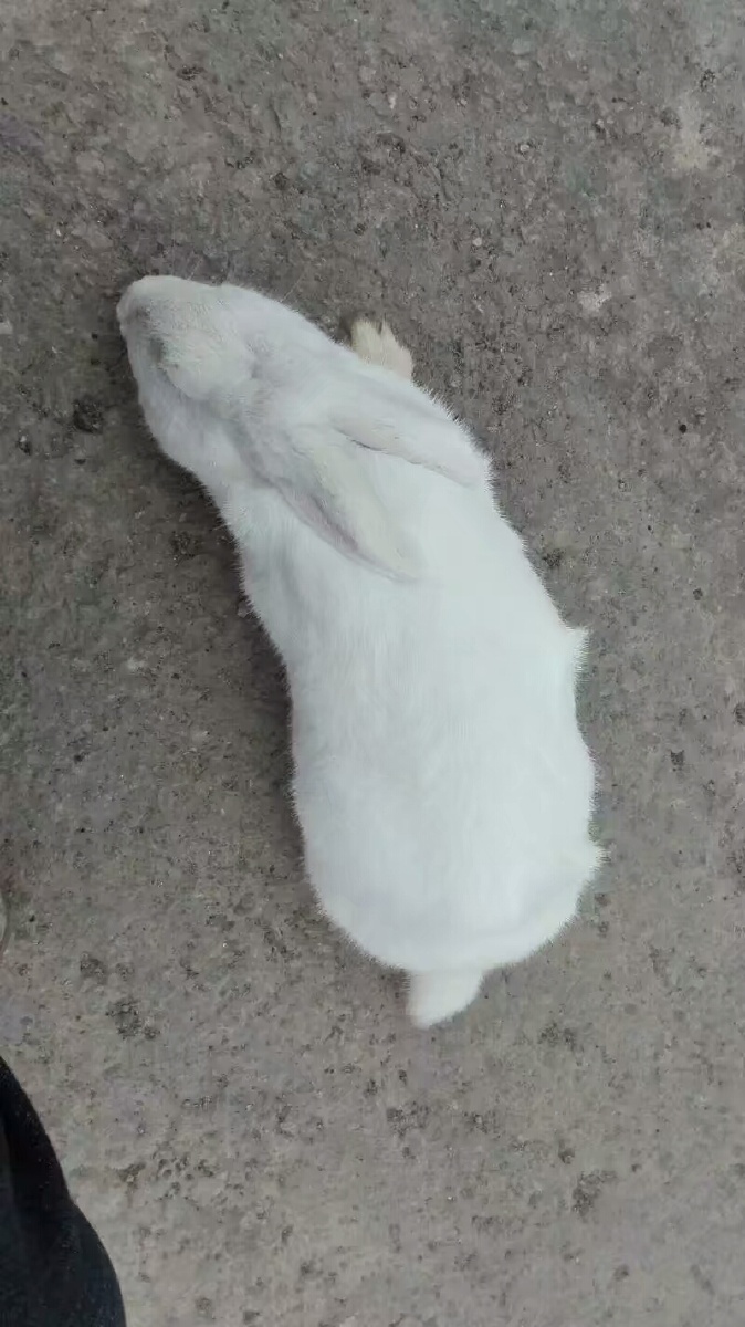 宠物兔的尿液