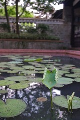 庭院里的荷